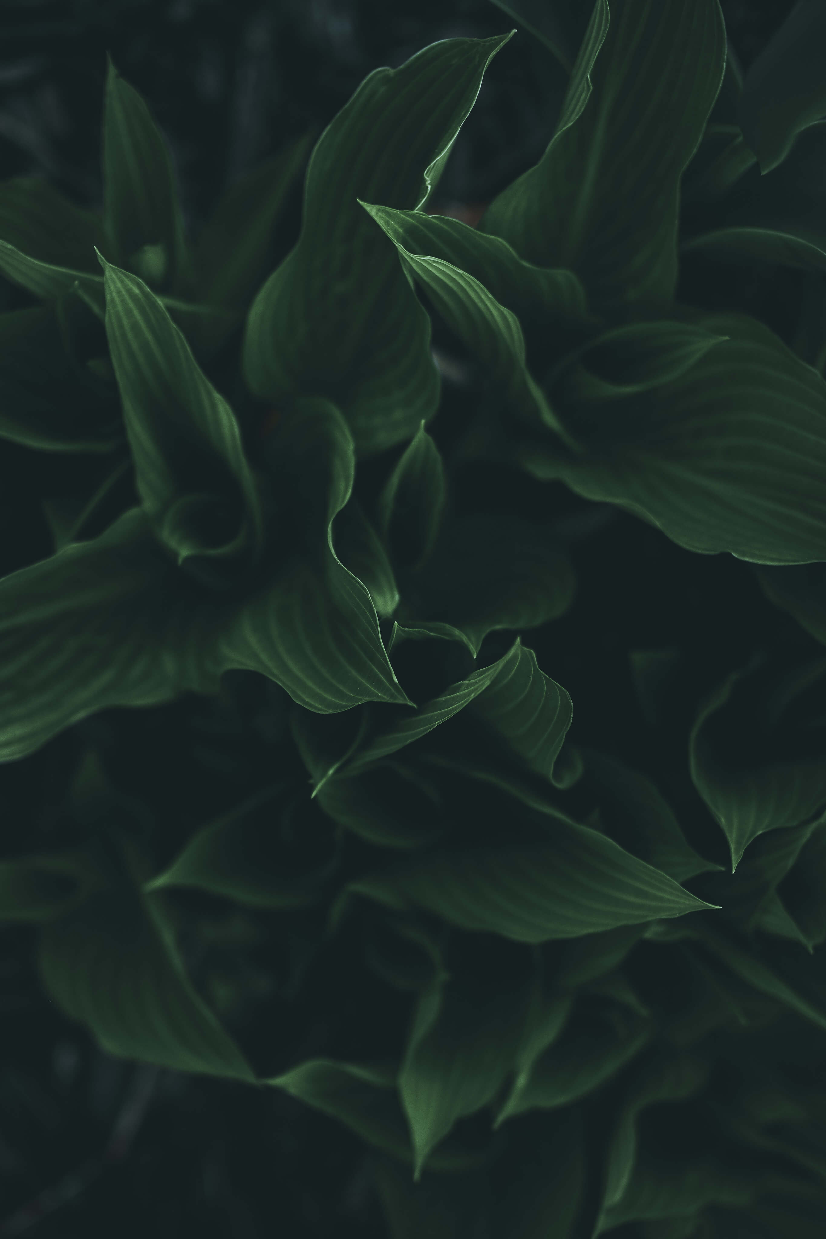 Close-up of dark green leaves with a blurred background
